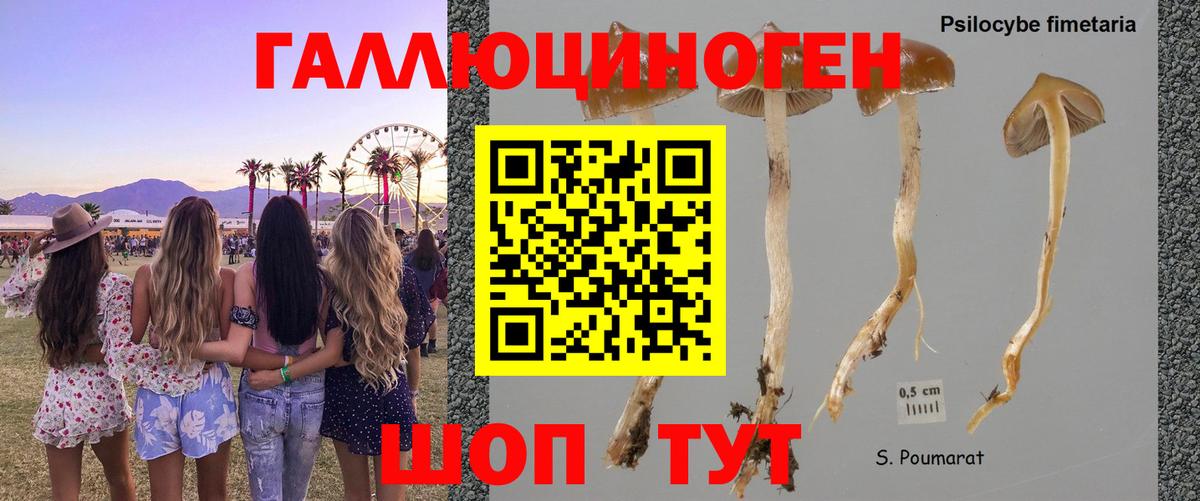 Галлюциногенные грибы GOLDEN TEACHER  Псилоцибиновые грибы мухоморы  где найти   Вязьма  Вход с VPN 